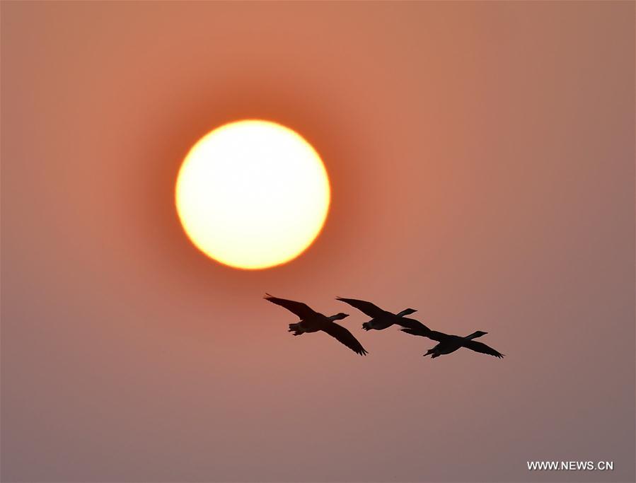 CHINA-JIANGXI-POYANG LAKE-BIRDS (CN)