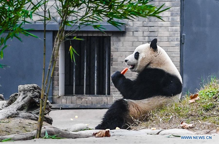 CHINA-SICHUAN-GIANT PANDA(CN)