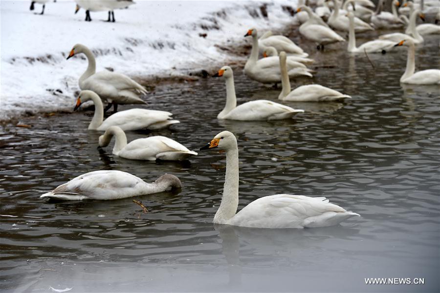 CHINA-SHANXI-SNOW-SWAN (CN)