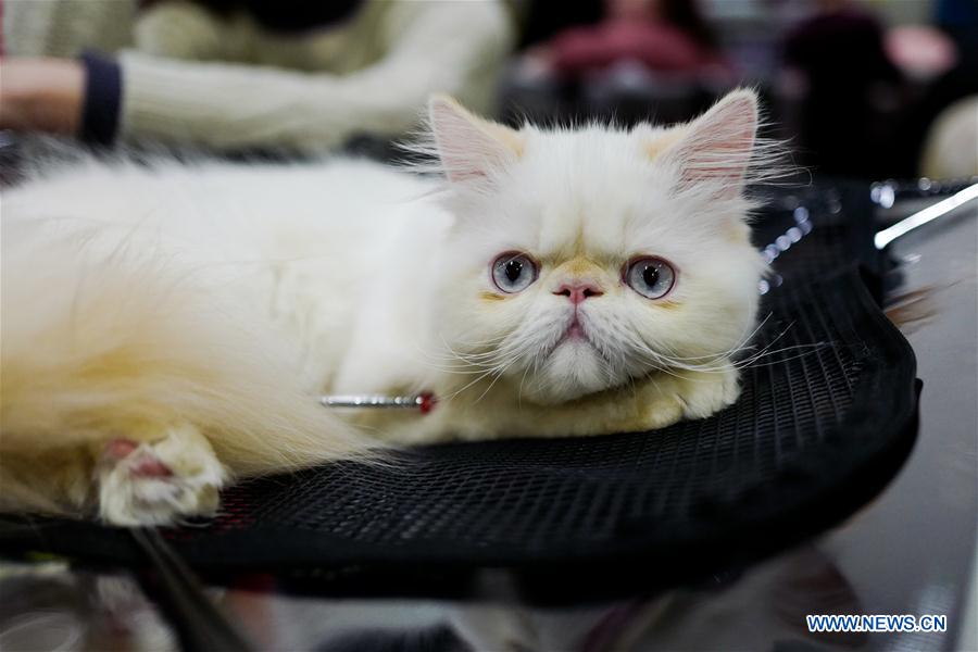 RUSSIA-MOSCOW-CAT SHOW