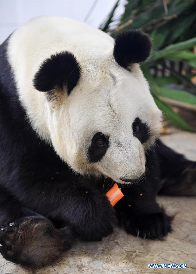 CHINA-CHANGCHUN-WINTER-GIANT PANDA (CN)