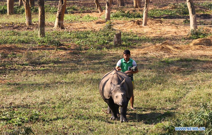 NEPAL-CHITWAN-RESCUED BABY RHINO