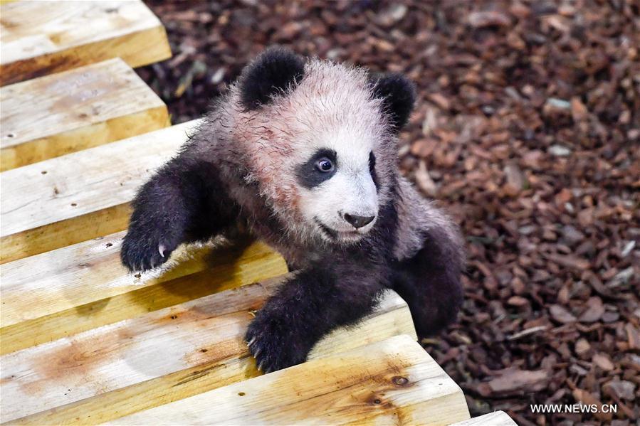 FRANCE-SAINT-AIGNAN-ZOOPARC DE BEAUVAL-PANDA BABY-YUAN MENG