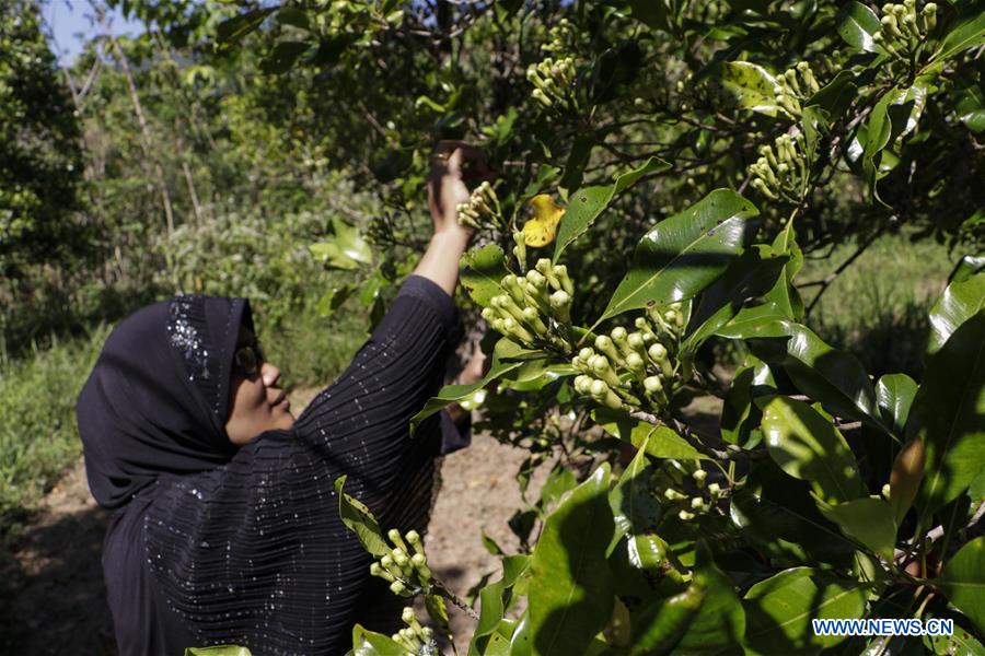 INDONESIA-ACEH-CLOVES-HARVEST