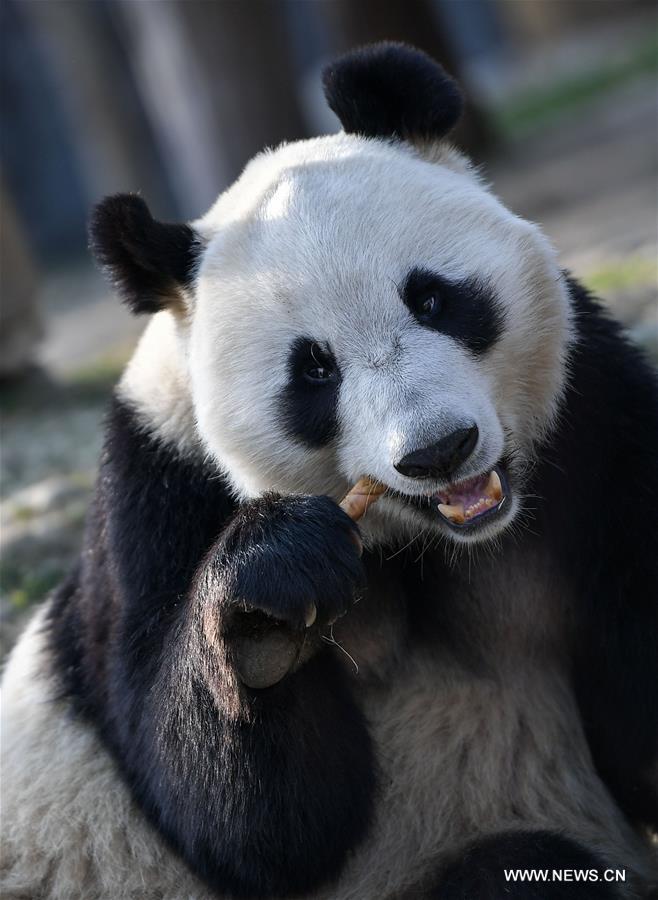 CHINA-SICHUAN-DUJIANGYAN-PANDA-FINLAND-DEPARTURE (CN)