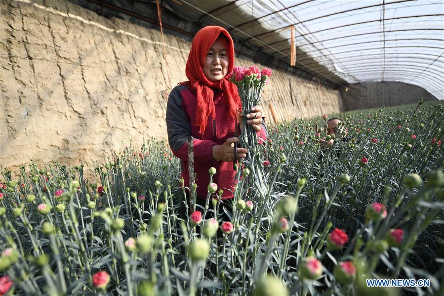 CHINA-NINGXIA-YINCHUAN-FLOWER (CN)