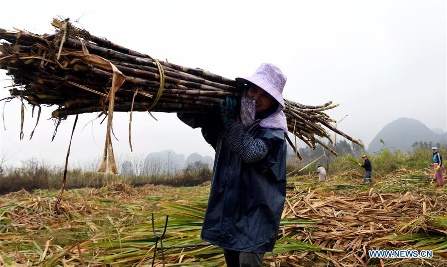 CHINA-GUANGXI-RONGSHUI-SUGARCANE HARVESTING (CN)