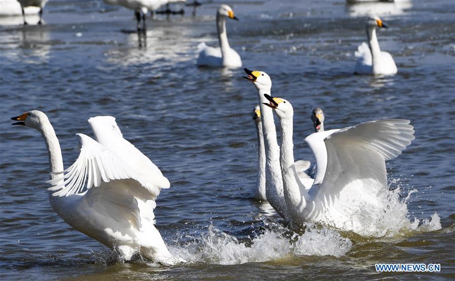 CHINA-HENAN-SANMENXIA-SWAN (CN)