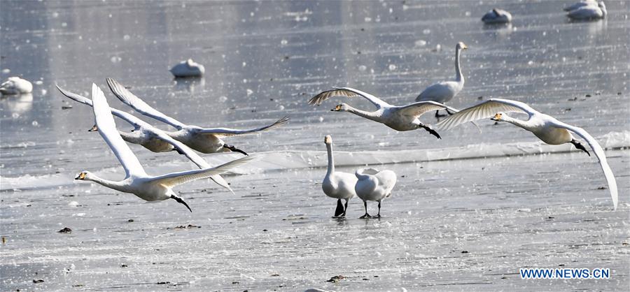 CHINA-HENAN-SANMENXIA-SWAN (CN)