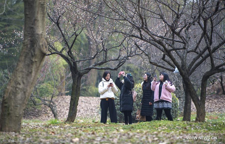 CHINA-HUBEI-WUHAN-PLUM BLOSSOM (CN)