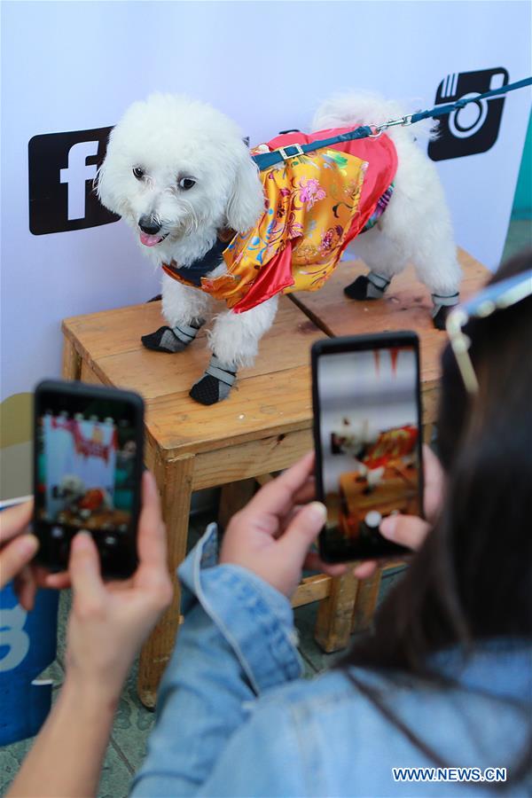 THE PHILIPPINES-PASAY CITY-LUCKY PAWS PARADE