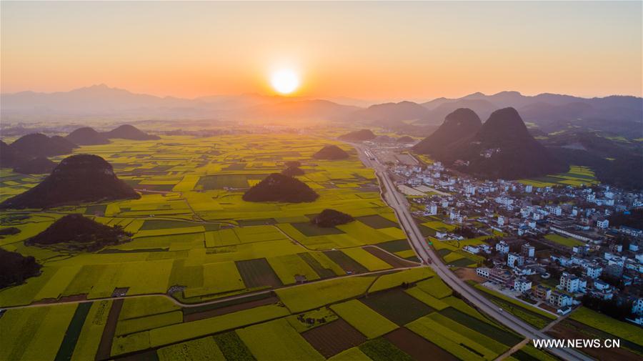 CHINA-YUNNAN-LUOPING-RAPE FLOWER(CN)