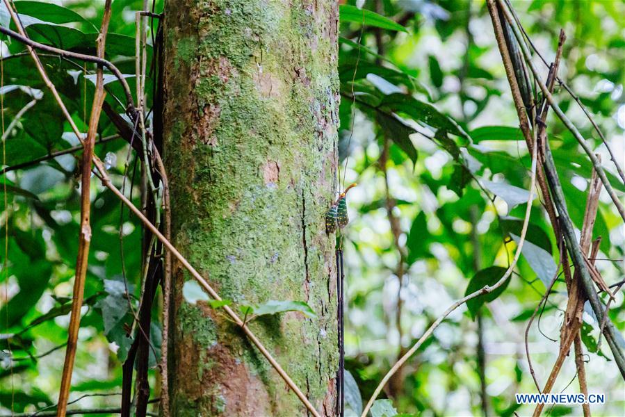 MALAYSIA-SARAWAK-GUNUNG GADING NATIONAL PARK