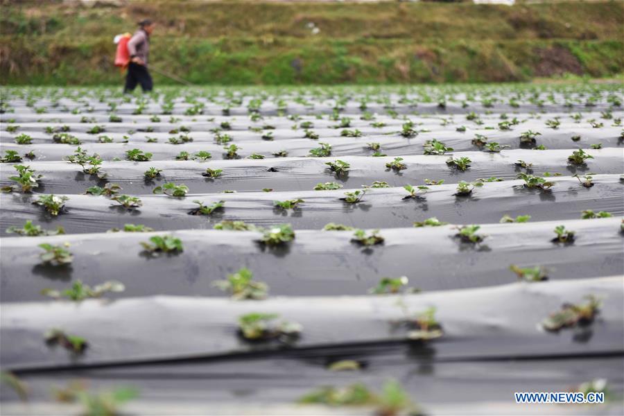 #CHINA-JINGZHE-FARM WORK (CN) 