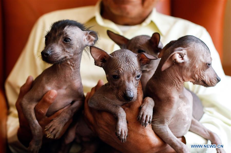 MEXICO-MEXICO CITY-XOLOITZCUINTLE-FEATURE