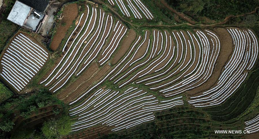 CHINA-GUANGXI-FIELDS-SPRING VIEW(CN)