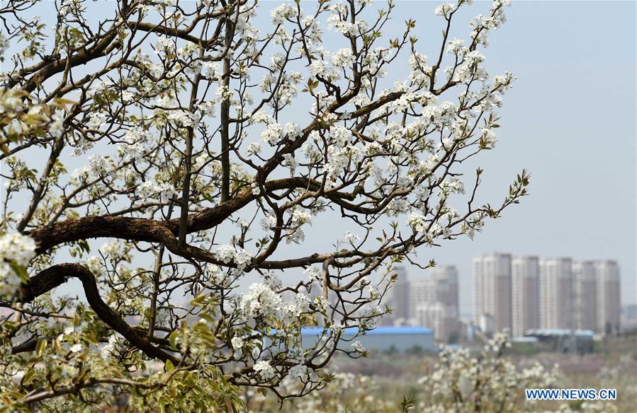 CHINA-YUNNAN-PEAR BLOSSOMS (CN)