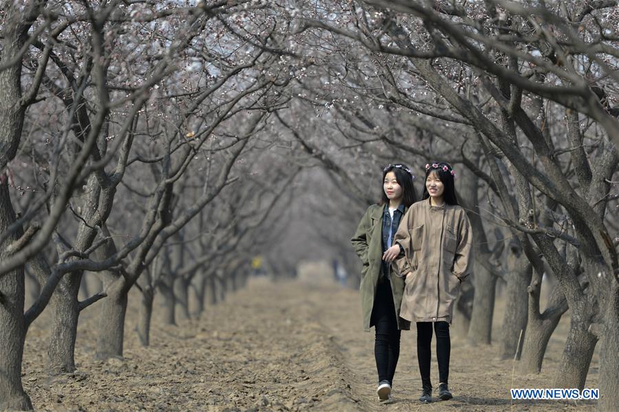 CHINA-HEBEI-SPRING-BLOSSOMS (CN)