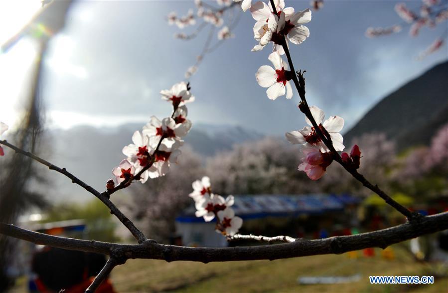 CHINA-TIBET-NYINGCHI-SCENERY(CN)