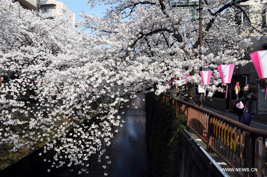 JAPAN-TOKYO-CHERRY BLOSSOMS