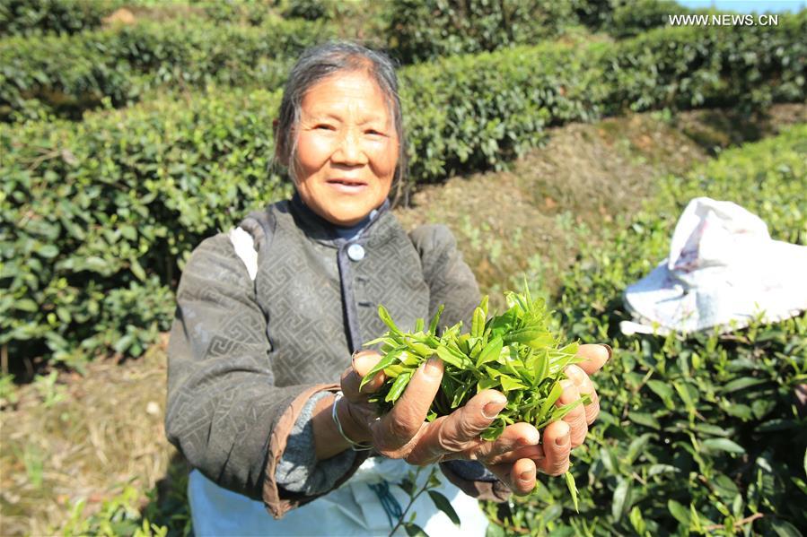 CHINA-CHONGQING-TEA HARVEST (CN)