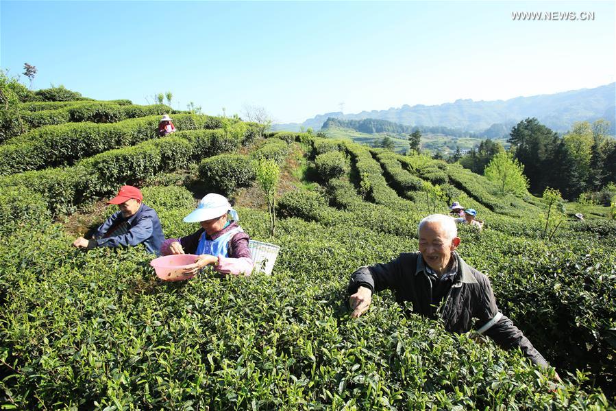 CHINA-CHONGQING-TEA HARVEST (CN)