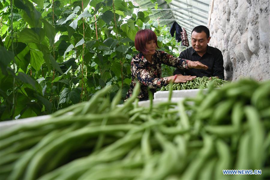 CHINA-GANSU-SOILLESS CULTIVATION (CN)