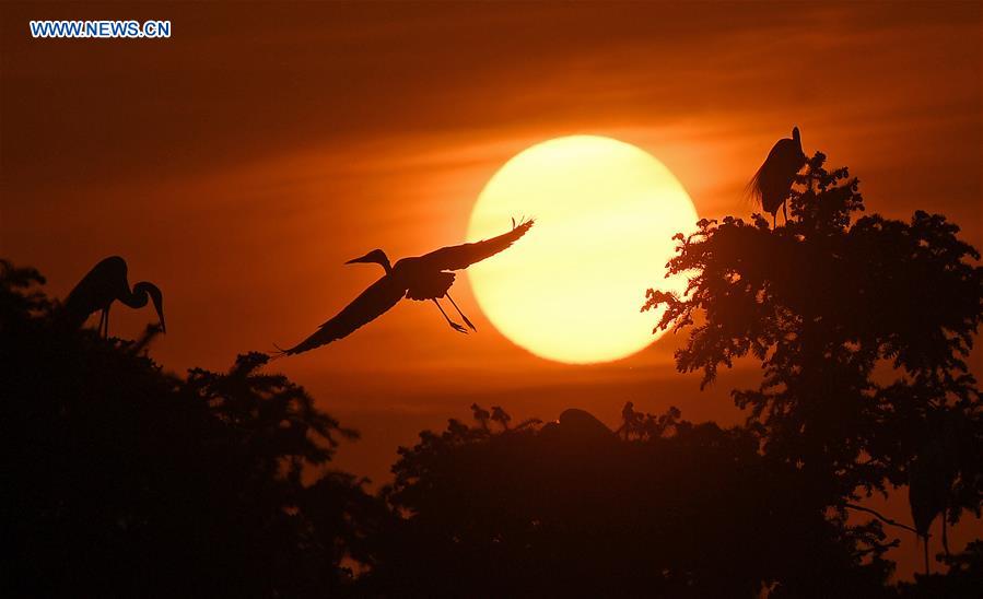 CHINA-JIANGXI-NANCHANG-EGRETS (CN)