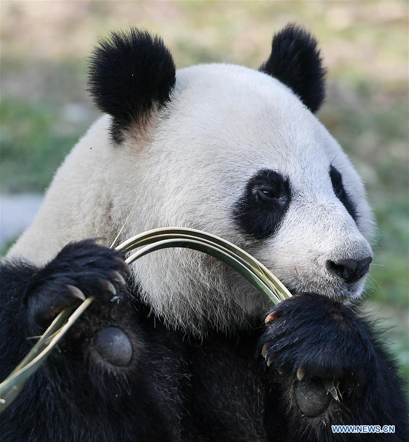 CHINA-SICHUAN-PANDA CENTER-CONSERVATION-RESTORATION (CN)