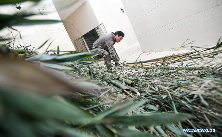 CHINA-SICHUAN-PANDA CENTER-CONSERVATION-RESTORATION (CN)