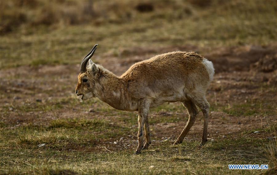 CHINA-QINGHAI-PROCAPRA PRZEWALSKII(CN)