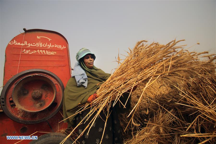 EGYPT-QALYUBIA-WHEAT HARVEST