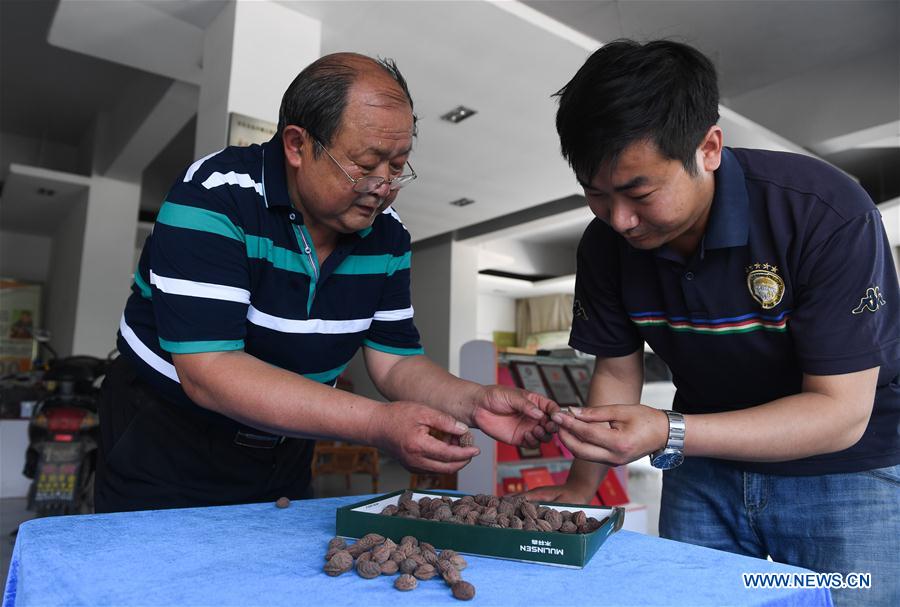 CHINA-JIANGSU-YUNDU-PEACH NUT CARVING (CN)