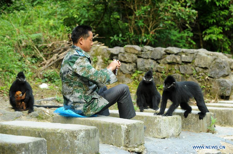 #CHINA-GUIZHOU-FRANCOIS'S LANGUR (CN*) 