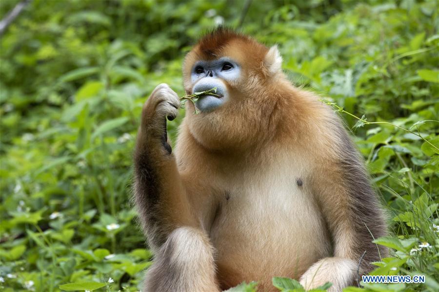 CHINA-HUBEI-SHENNONGJIA-GOLDEN MONKEY (CN)