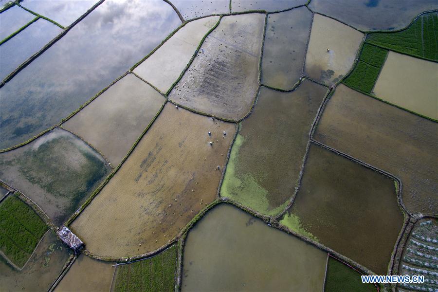 #CHINA-FARM WORK (CN)