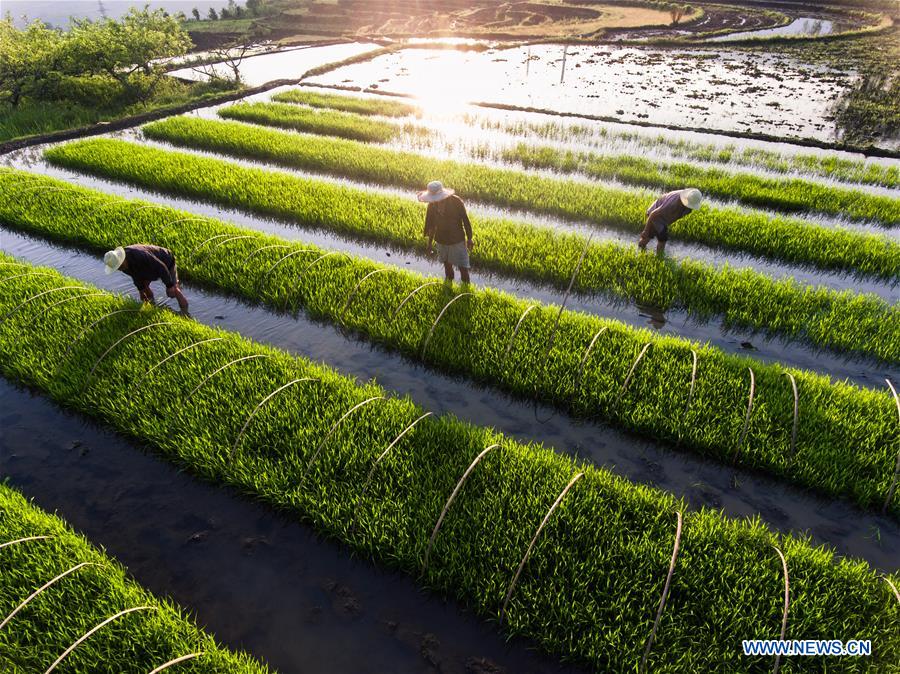 #CHINA-GUIZHOU-AGRICULTURE (CN)