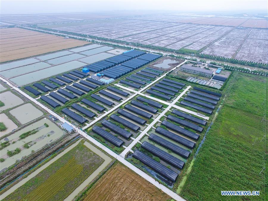 CHINA-ZHEJIANG-CIXI-SALINE-ALKALI SOIL-AGRICULTURE (CN)