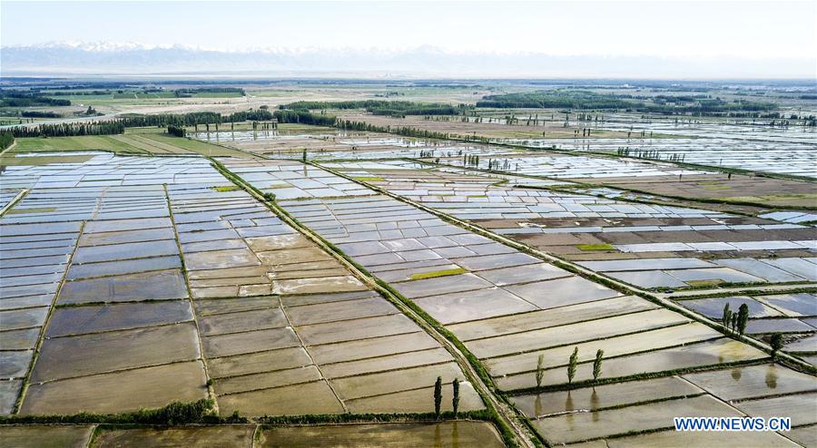 CHINA-XINJIANG-ILI-AGRICULTURE(CN)