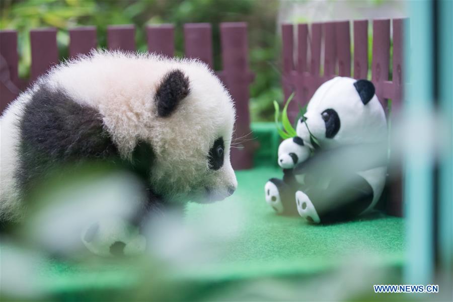 MALAYSIA-KUALA LUMPUR-CHINA-GIANT PANDA CUB-DEBUT