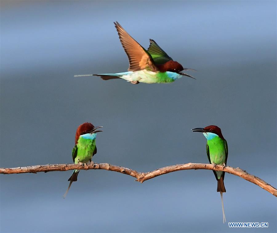 CHINA-FUJIAN-ENVIRONMENT-WILD BIRD (CN)