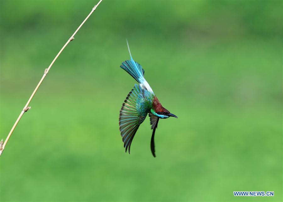 CHINA-FUJIAN-ENVIRONMENT-WILD BIRD (CN)