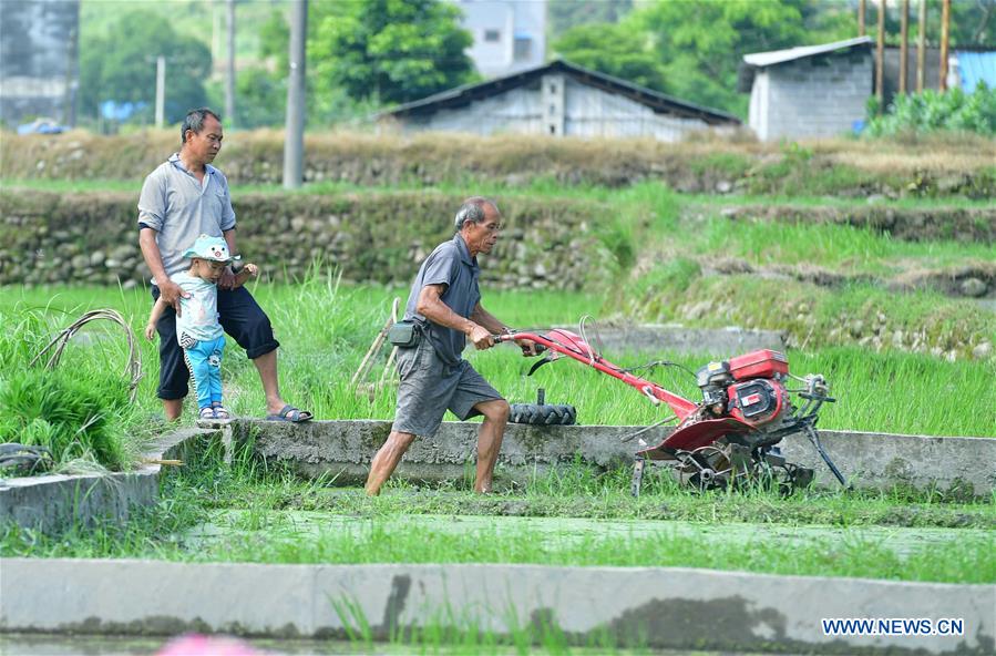 CHINA-GUANGXI-RICE TRANSPLANTING(CN)