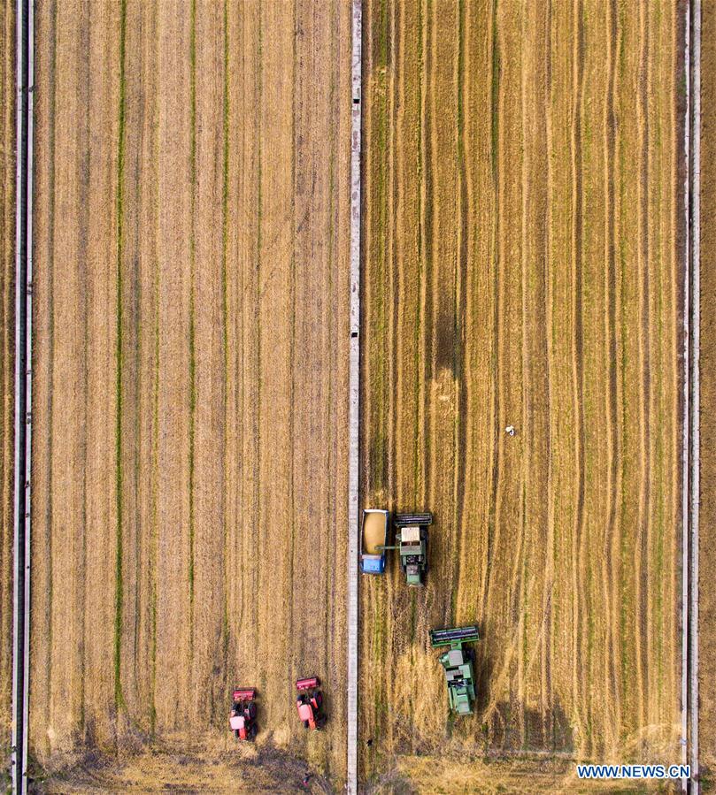 #CHINA-JIANGSU-TAIZHOU-FARM WORK (CN)