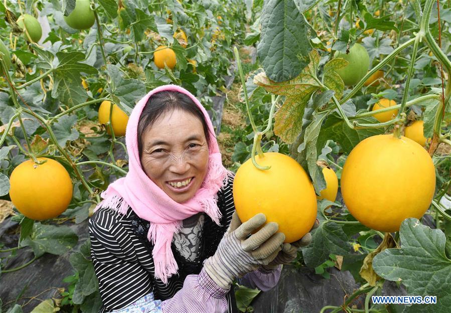 CHINA-YUNNAN-XUNDIAN-MUSKMELON-HARVEST (CN)