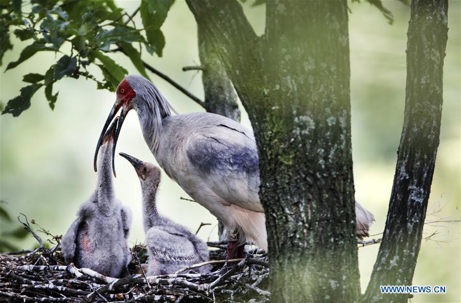 CHINA-SHAANXI-CRESTED IBIS-BREEDING (CN)