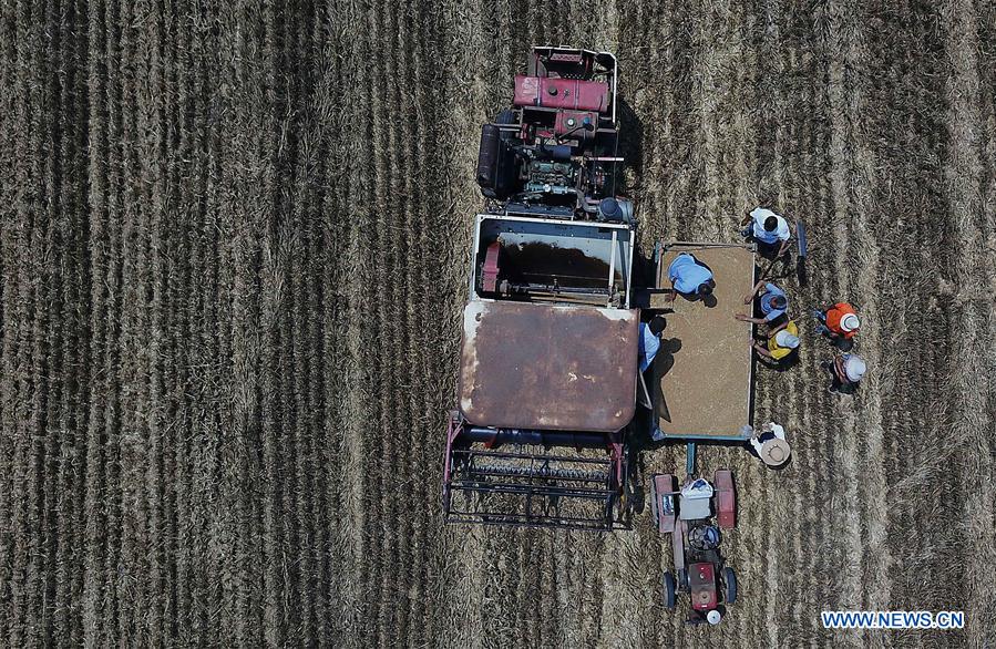 CHINA-HENAN-TAXI DRIVER-WHEAT HARVEST (CN)