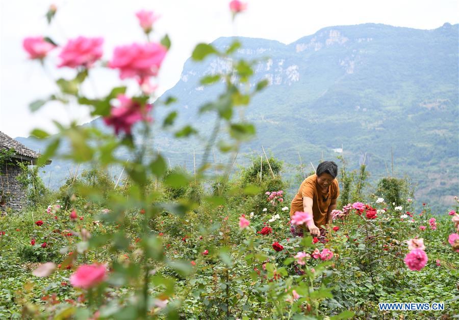 CHINA-CHONGQING-FLOWER PLANTING-INCOME RISING (CN)