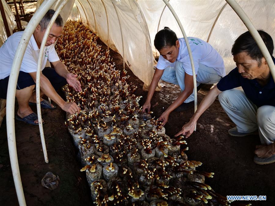 FIJI-SUVA-CHINA-JUNCAO-INDUSTRY