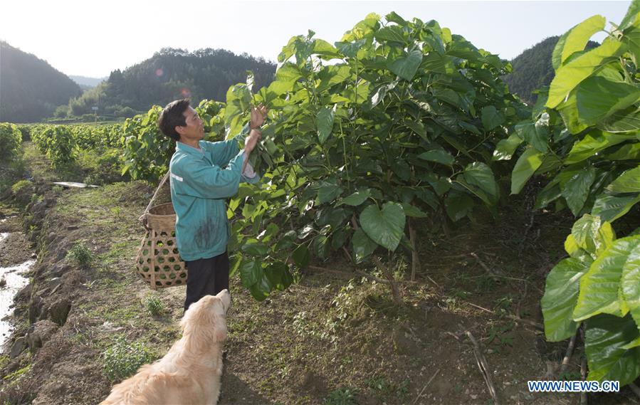 CHINA-ZHEJIANG-SILK INDUSTRY (CN)